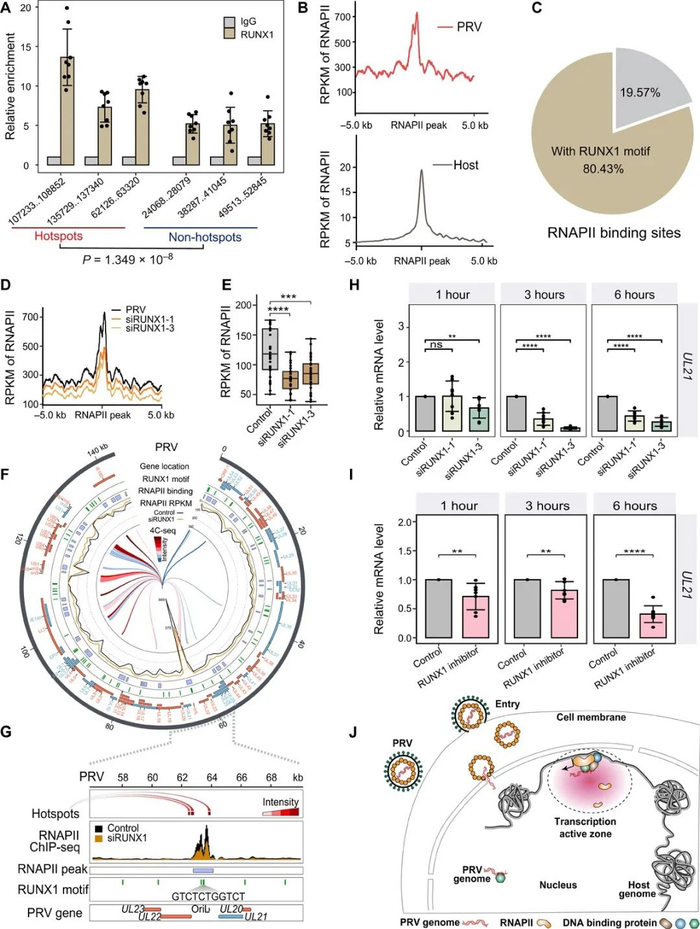 PRV劫持宿主RNAPII通过RUNX1进行转录和复制