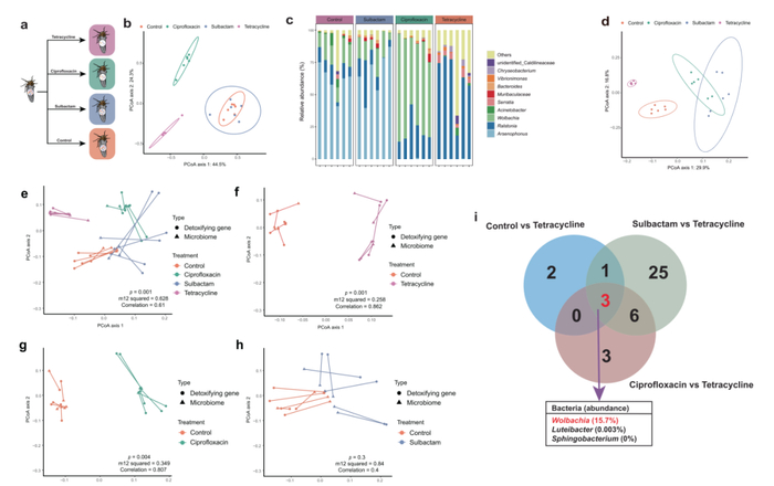 ▲共生菌Wolbachia调控褐飞虱解毒代谢
