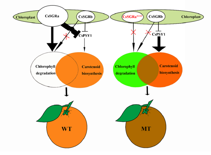 ▲“宗橙”的突变机理