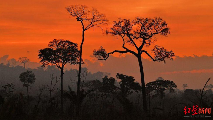 ▲亚亚马孙雨林被毁林开荒&nbsp;图据纽约时报