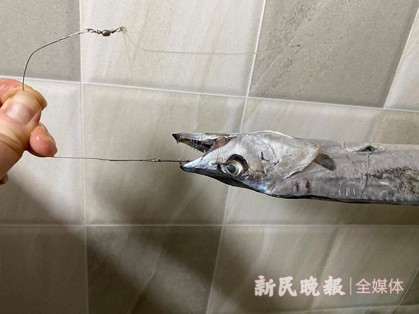 图说：记者买下的带鱼