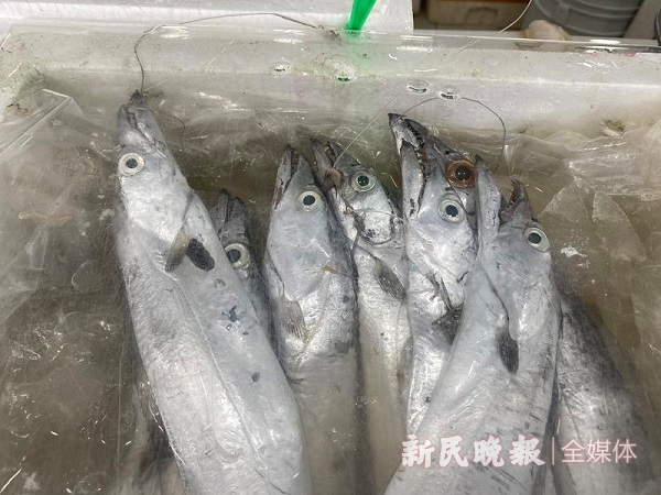 图说：市场内售卖的带鱼 来源/新民晚报记者 张钰芸 摄（下同）