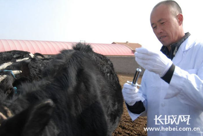 张家口察北管理区组织38名兽医为畜禽注射疫苗 。长城网通讯员 白永珍 摄