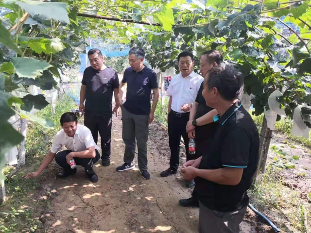 专家在田间指导葡萄生产（学校供图）