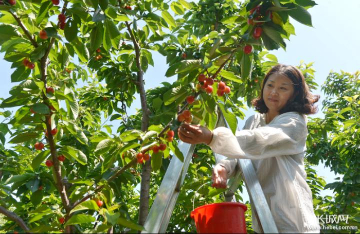 迁安市野鸡坨镇樱桃采摘园的果农在采摘成熟的樱桃。梁玉水 摄