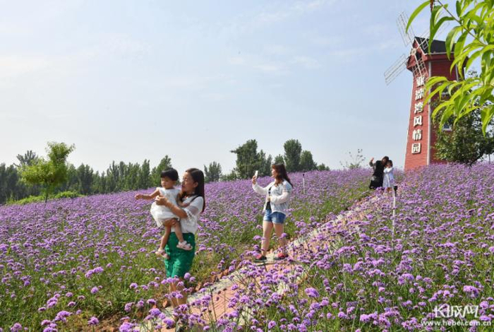 游客在迁安市亚滦湾农业公园花海内拍照。彭月娟 摄