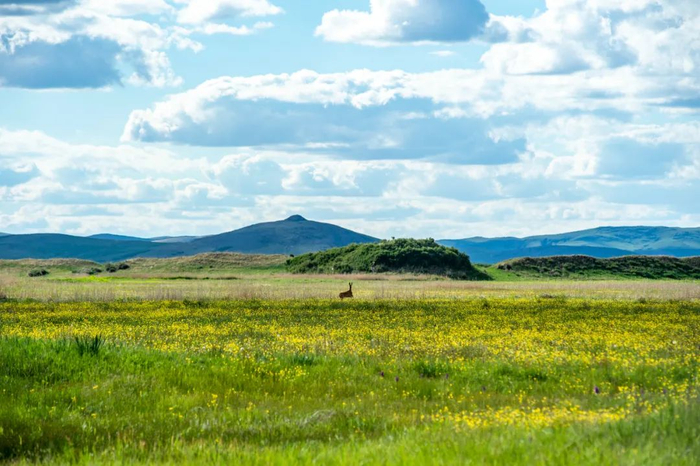 傻狍子站在草场中，远远地观察着摄影师。管永新 摄