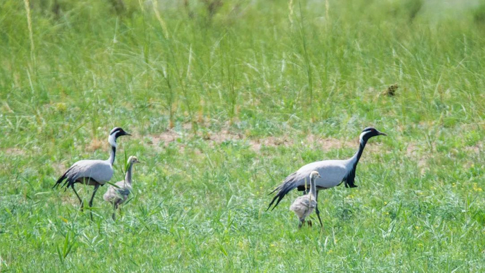 夏天这里就是各种野禽的乐园。管永新摄