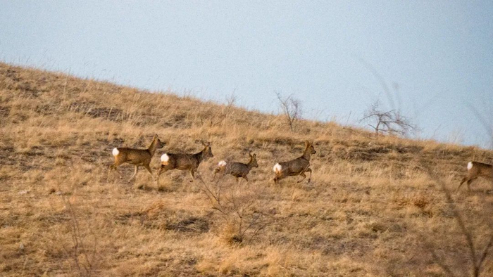 狍子徜徉在金黄色的草场中，自由而惬意。管永新 摄