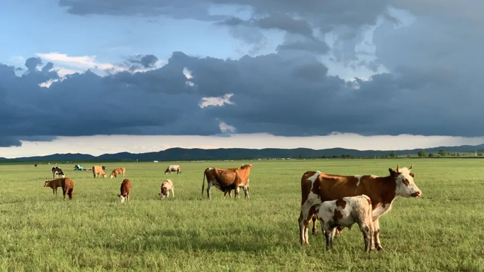 盛夏草原平和安逸，时间都仿佛慢了下来。小牛犊正在喝奶。奥蓝 摄
