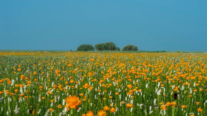 盛夏时节的金莲花海。管永新 摄