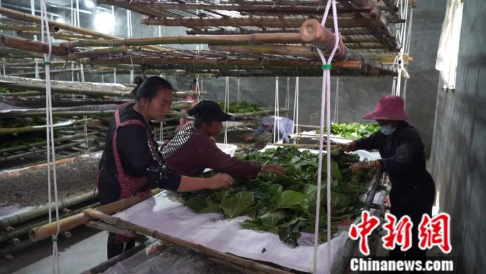 图为工人们在蚕房喂蚕。蒲文思 摄