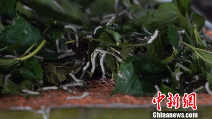 图为桑蚕幼虫。蒲文思 摄