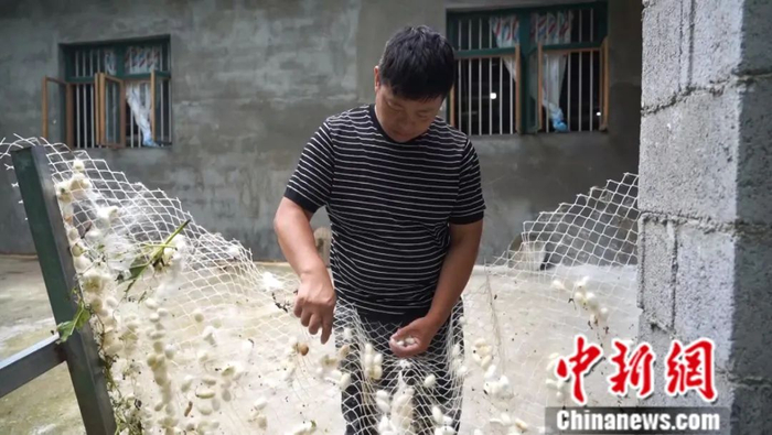 图为李先义在分拣蚕茧。蒲文思 摄