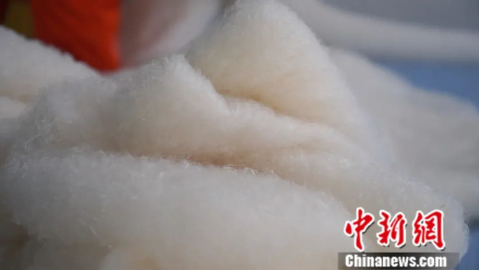 图为蚕丝加工制成丝绵。蒲文思 摄