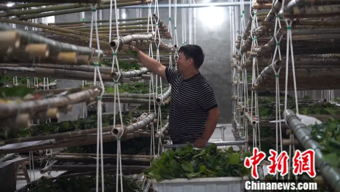 图为李先义在喂蚕。蒲文思 摄