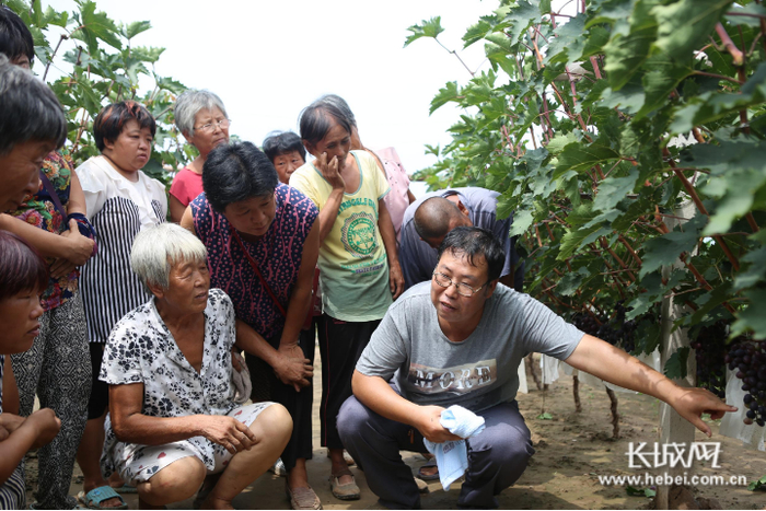 饶阳县蔬菜产业服务局林业技术推广站站长张铁兵给种植户讲解葡萄种植技术。