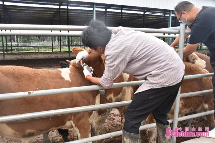 为肉牛佩戴“区块链防拆项圈”