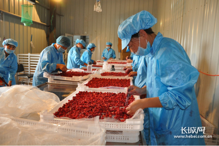 工作人员在挑拣树莓。