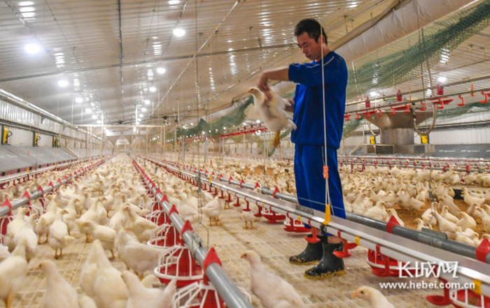 正大肉鸡养殖场工人在为鸡检疫。