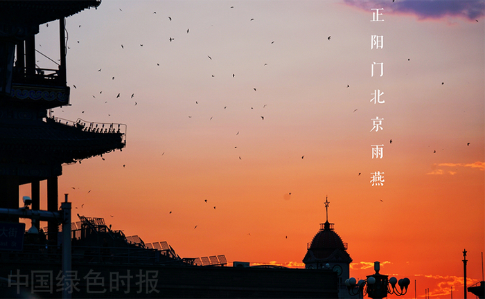 北京雨燕在正阳门前漫天飞舞，尽显古都韵味。 刘瑞鹏摄