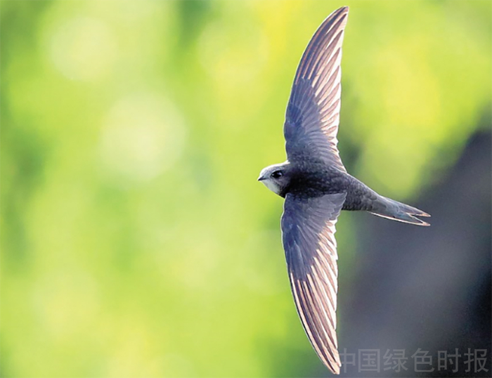 雨燕是世界上长距离飞行速度最快的鸟类之一。 丫丫鱼摄