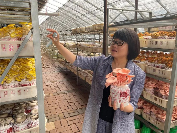 在盘锦鑫慧富民食用菌种植专业合作社，工作人员在展示彩色蘑菇。农行盘锦分行通过“惠农贷”支持企业发展。记者温济聪摄