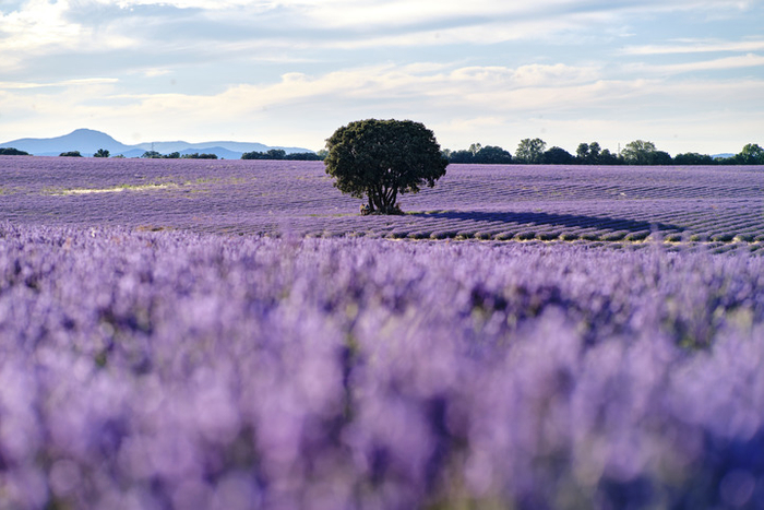 这是7月13日在西班牙卡斯蒂利亚-拉曼查自治区布里韦加拍摄的薰衣草田。每年7月，这里成片的薰衣草形成紫色的花海，吸引游客前来赏花游玩。新华社记者 孟鼎博 摄