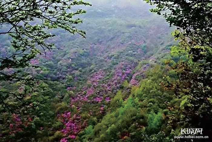 植被茂密。