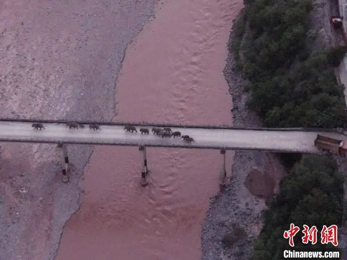 北移亚洲象安全渡过元江。云南省森林消防总队 供图