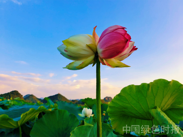 亭亭玉立的双色并蒂莲。张文东摄