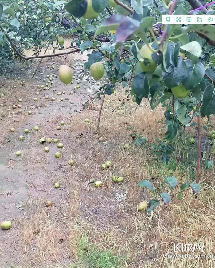 冰雹过后，散落一地的梨果。资料图