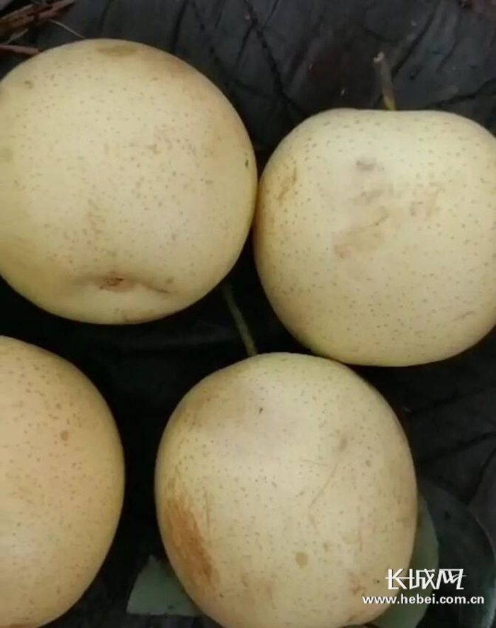 被冰雹砸伤的梨果。资料图