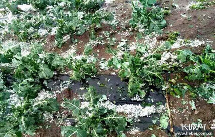 　　密集的冰雹让蔬菜受灾严重。资料图