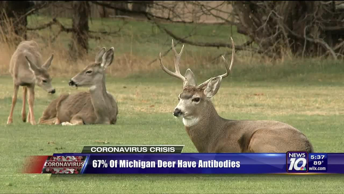 ▲美媒报道称67%的密歇根州野生白尾鹿存在新冠病毒抗体。图据WILX