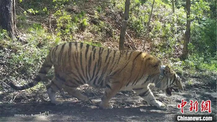 资料图：“完达山1号”放归时监控画面截图。黑龙江省林草局供图