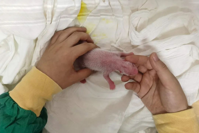 工作人员对“珍珍二仔”进行人工育幼（中国大熊猫保护研究中心供图）