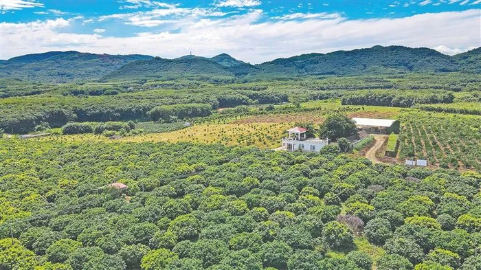 儋州元利共享农庄。海南日报记者 陈元才 摄