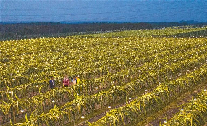 儋州市大成镇的火龙果基地。海南日报记者 袁琛 摄