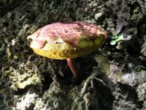 凤梨盖条孢牛肝菌