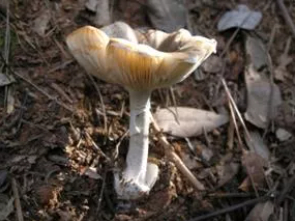 灰花纹鹅膏（剧毒）