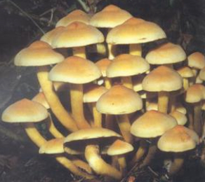 簇生沿丝伞（簇生黄韧伞）（剧毒）