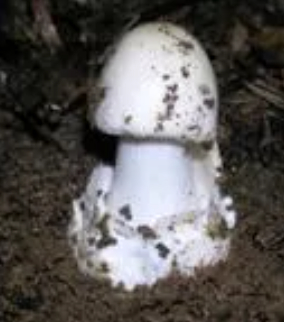 致命鹅膏（致命白毒伞）（剧毒）