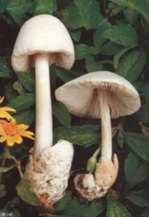 粘盖包脚菇（剧毒）