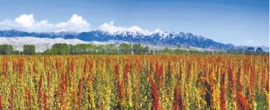 都兰正待收割的藜麦。马振东 摄