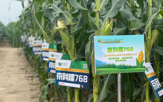 据悉，由北京市农科院玉米中心选育的“京科糯768”和“京黄糯269”也在玉米节上首次亮相。新京报记者 田杰雄 摄