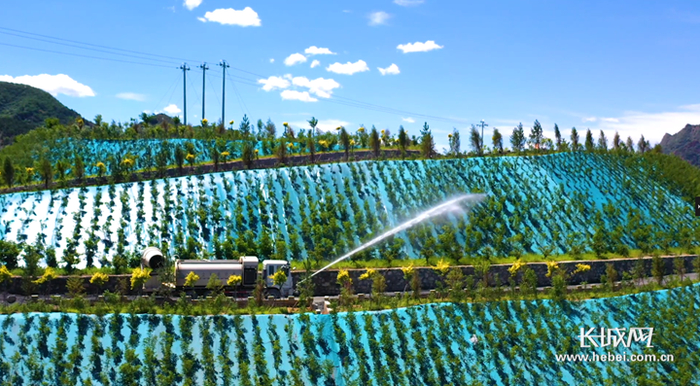 在承德京城矿业集团有限公司孤山子采区，工作人员正在为绿植洒水。资料图