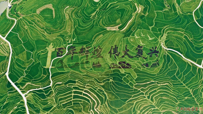 河池南丹县芒场镇巴平村用墨色稻谷在绿色田间作的“百年辉煌 伟大复兴”艺术稻正茁壮成长。（叶砚霞/摄）