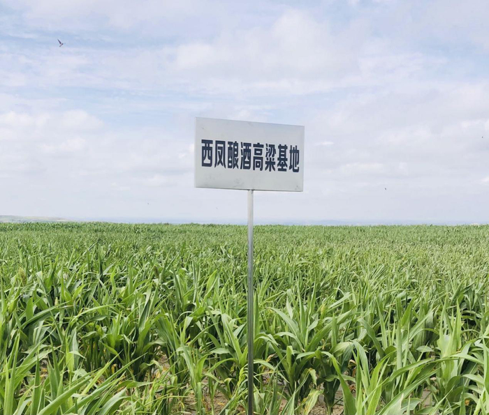 榆林市西凤酿酒高粱基地