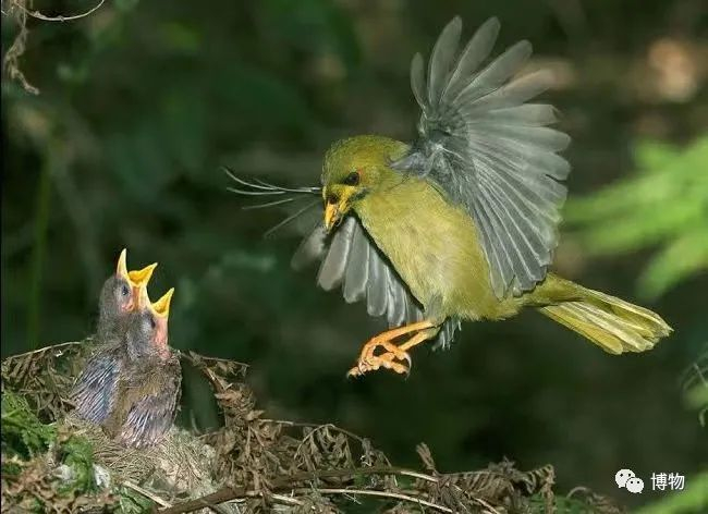 图片来自：enviroment.nsw.gov.au
